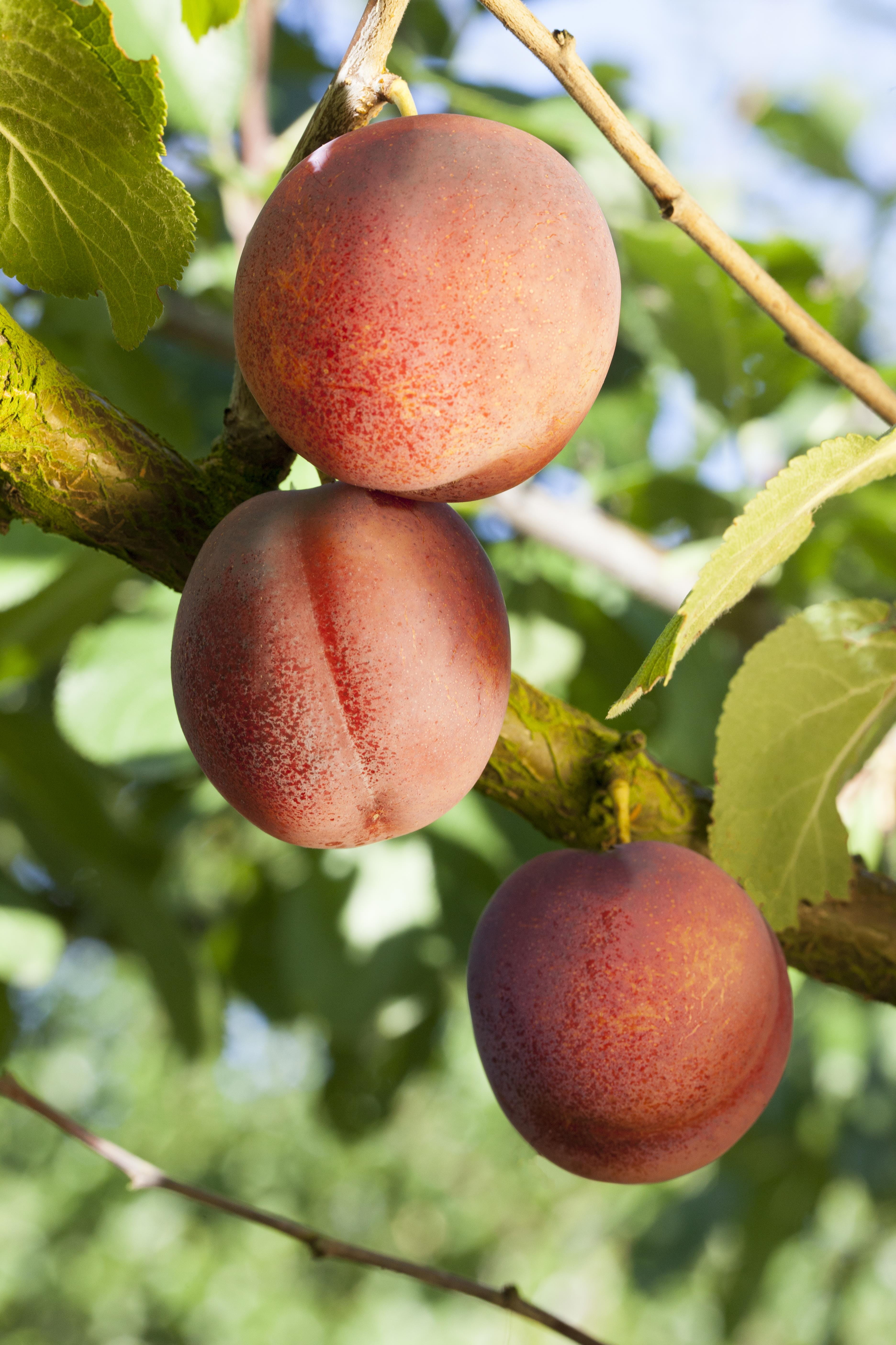 Aprikose Ungarische Beste • Prunus armeniaca Ungarische Beste Ansicht 1