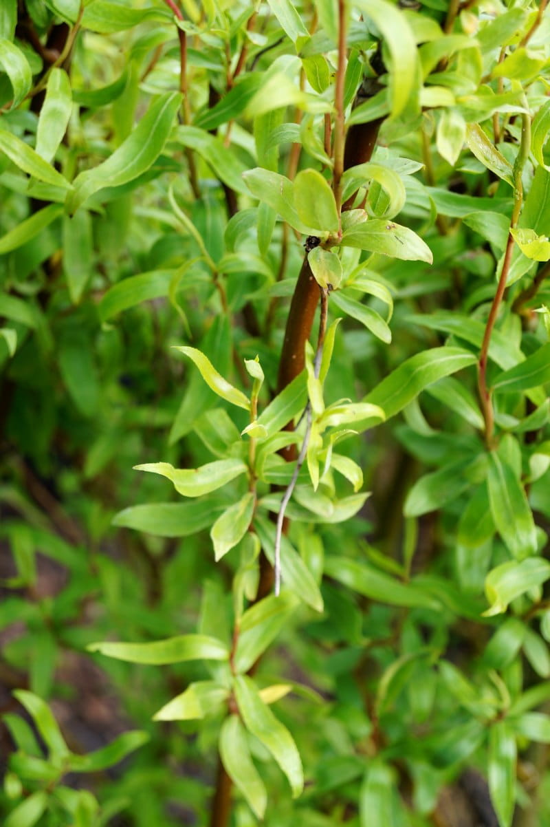 Korkenzieherweide • Salix matsudana 'Tortuosa'