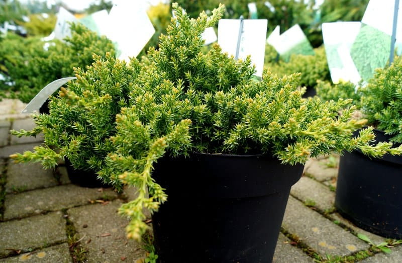 Japanischer Kriechwacholder 'Nana' • Juniperus procumbens 'Nana' Ansicht 1