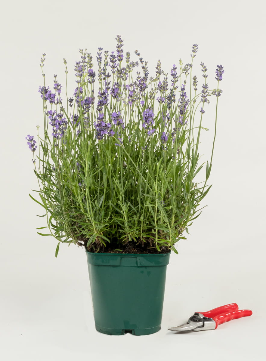 Lavendel 'Munstead' • Lavandula angustifolia 'Munstead'
