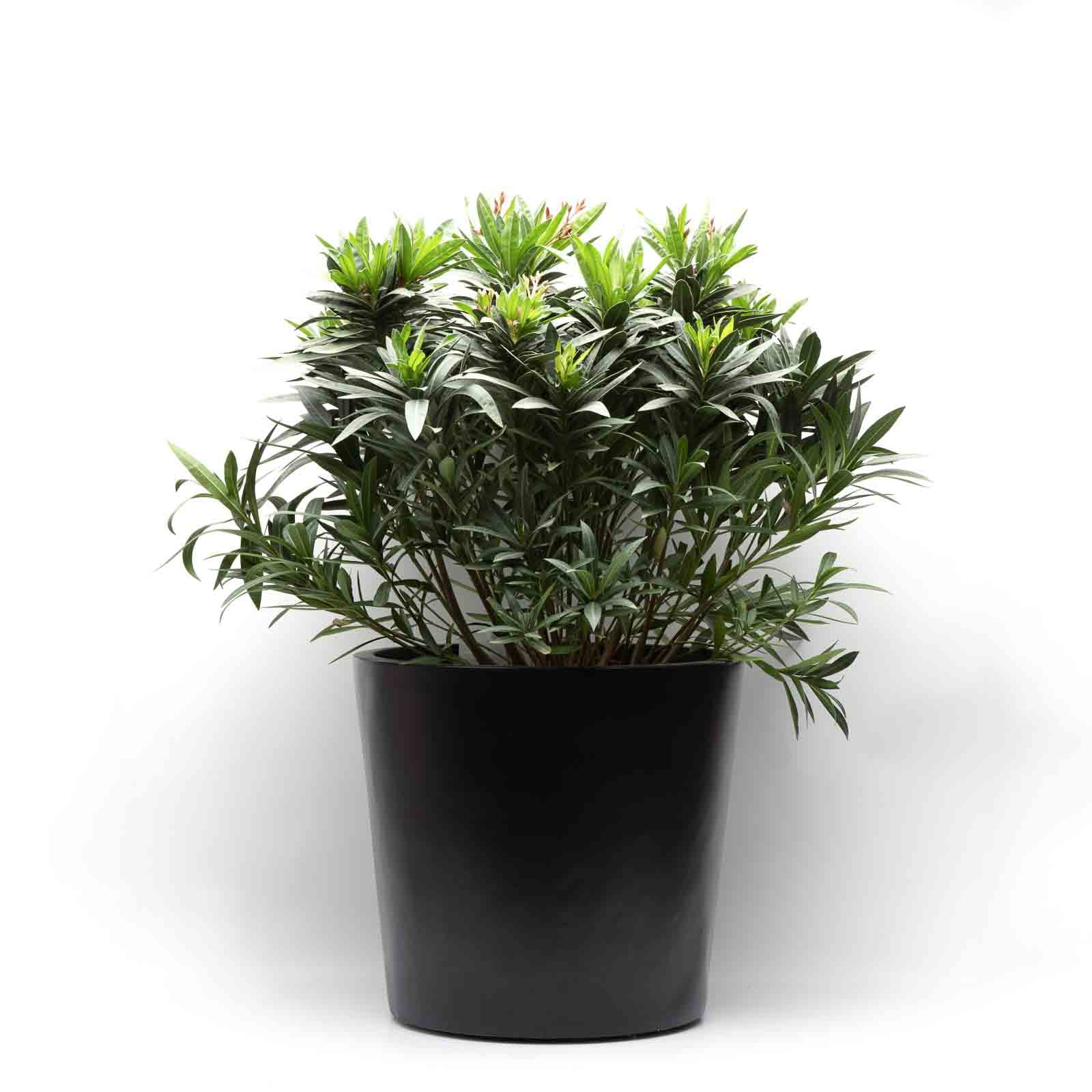 Kirschke Pflanzgefäß UrbanLine Black - Jano D47 H42 cm Ansicht 4