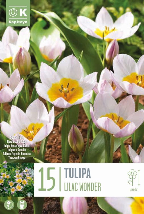 Blumenzwiebel - Tulipa bakeri 'Lilac Wonder' 15er Packung