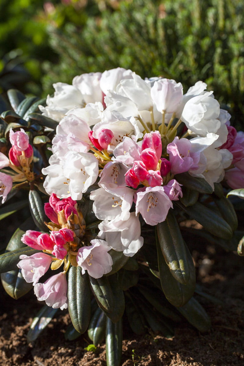 Rhododendron 'Edelweiß' • Rhododendron yakushimanum 'Edelweiß' Ansicht 1