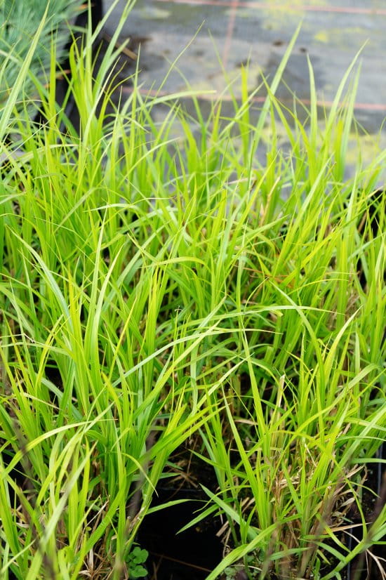 Palmwedel-Segge • Carex muskingumensis Ansicht 3