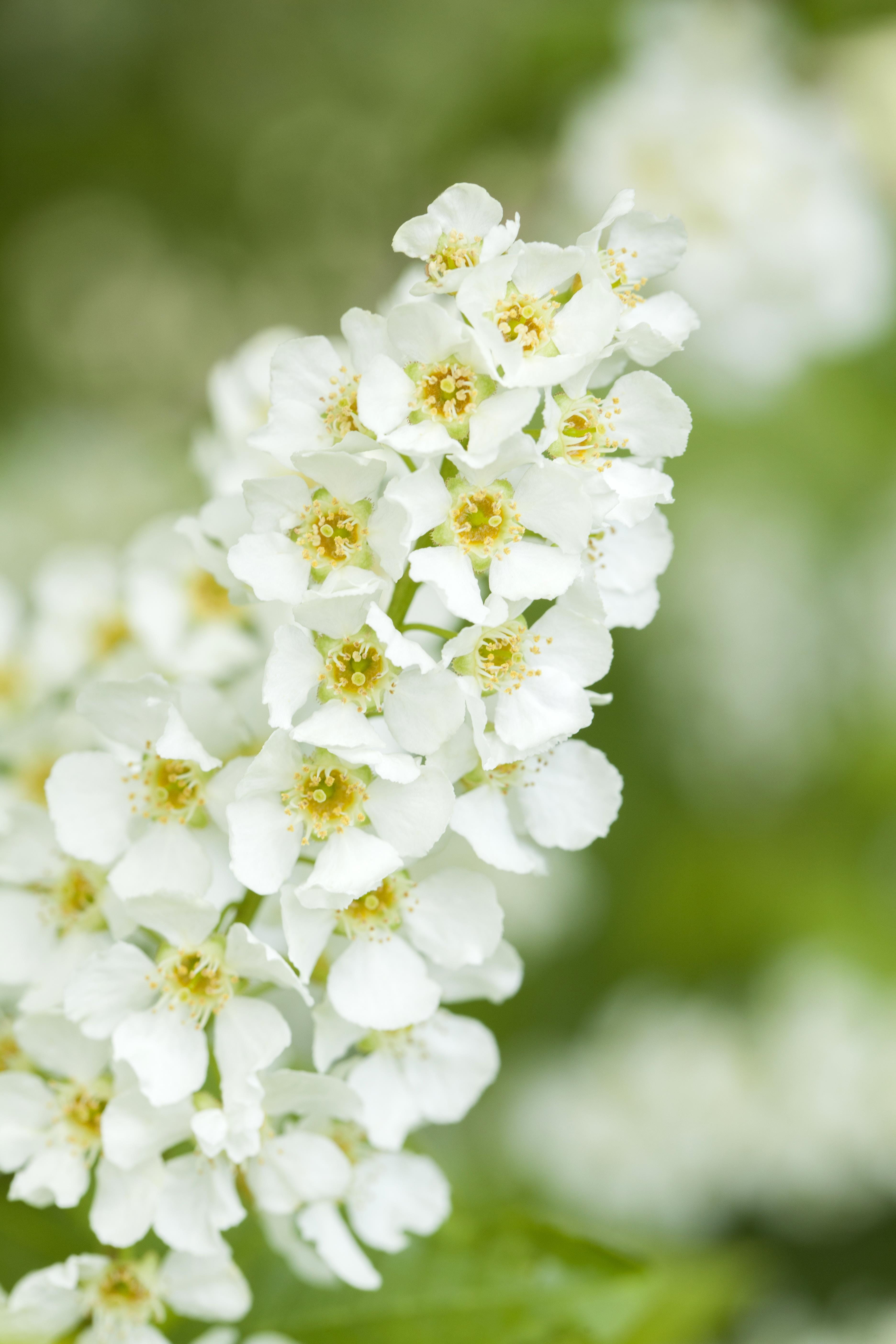 Traubenkirsche • Prunus padus Ansicht 1