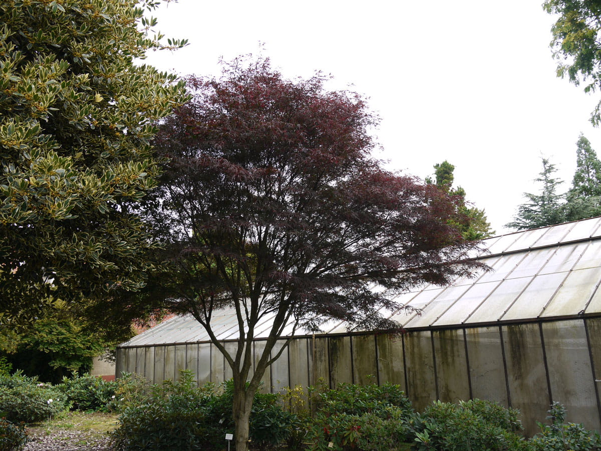 Fächerahorn 'Pung Kil' • Acer palmatum 'Pung Kil' Ansicht 2