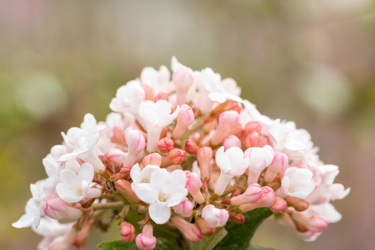 Zwerg-Duftschneeball 'Nanum' • Viburnum farreri 'Nanum'