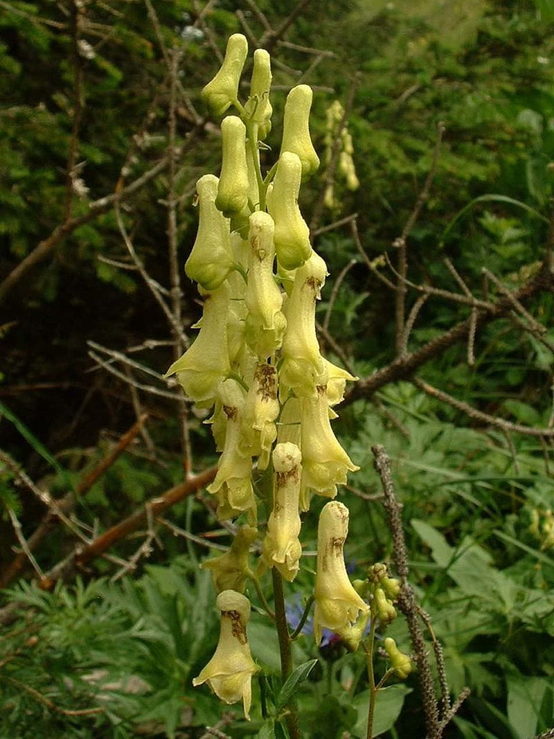 Fuchs Eisenhut 'Vulparia' • Aconitum lycoctonum ssp. 'Vulparia'