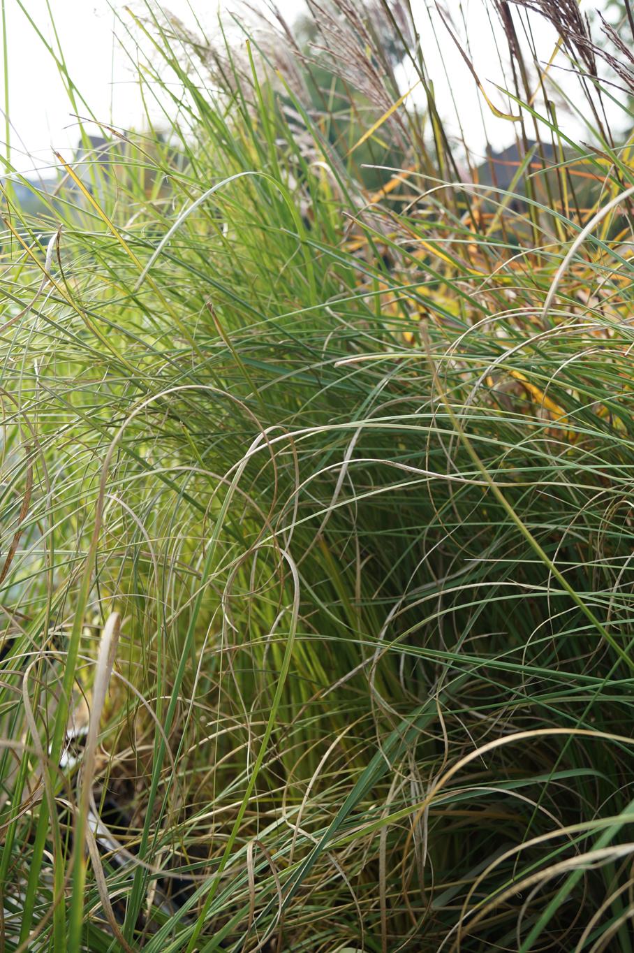 Pampasgras 'Rosea' • Cortaderia selloana 'Rosea' Containerware Ansicht 2