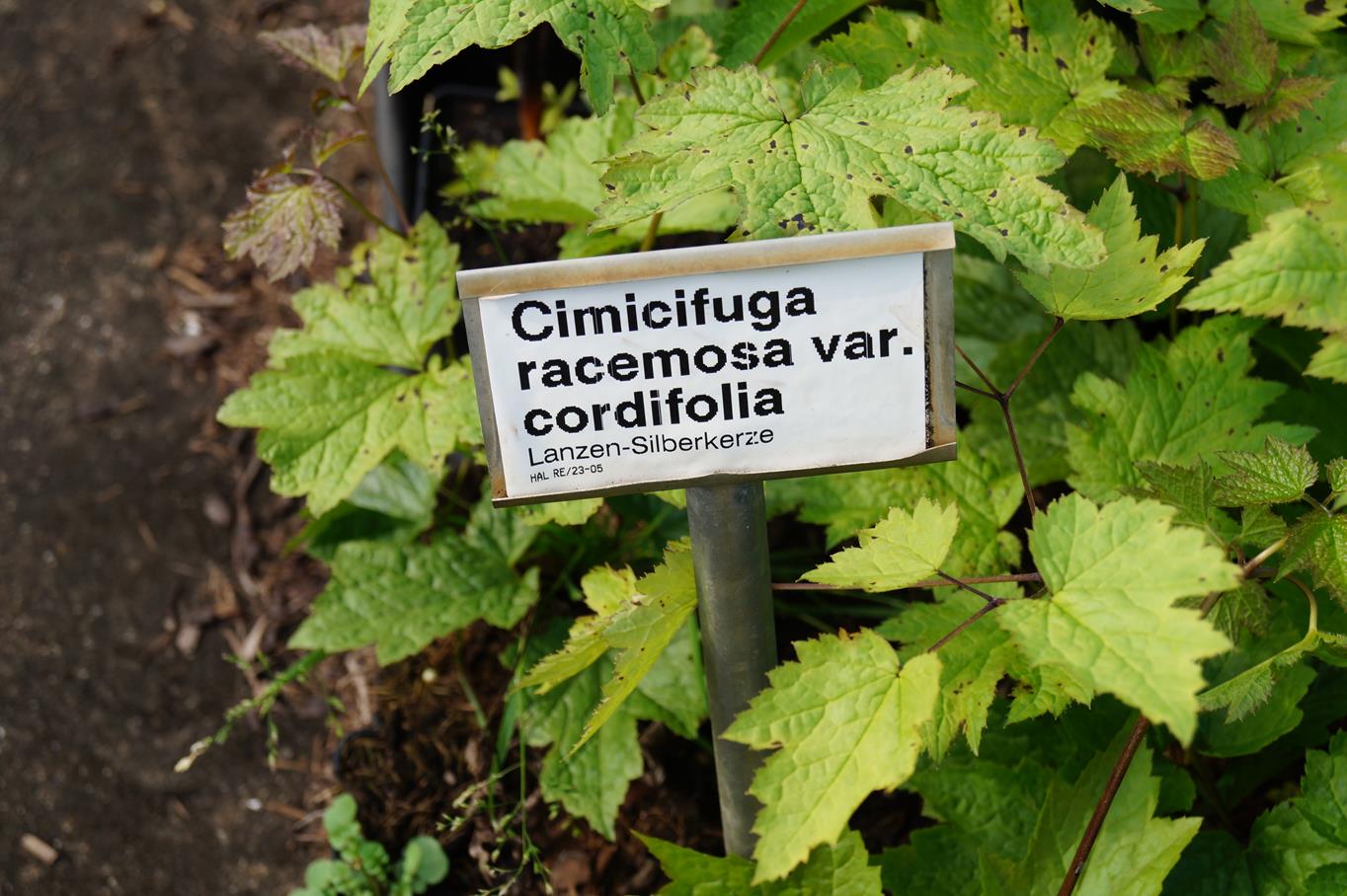 Lanzen Silberkerze • Cimicifuga racemosa var.cordifolia Ansicht 2