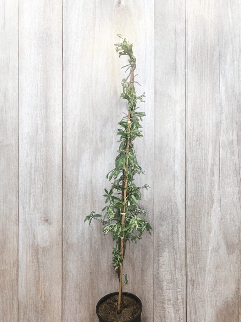 Weidenblättrige Birne • Pyrus salicifolia