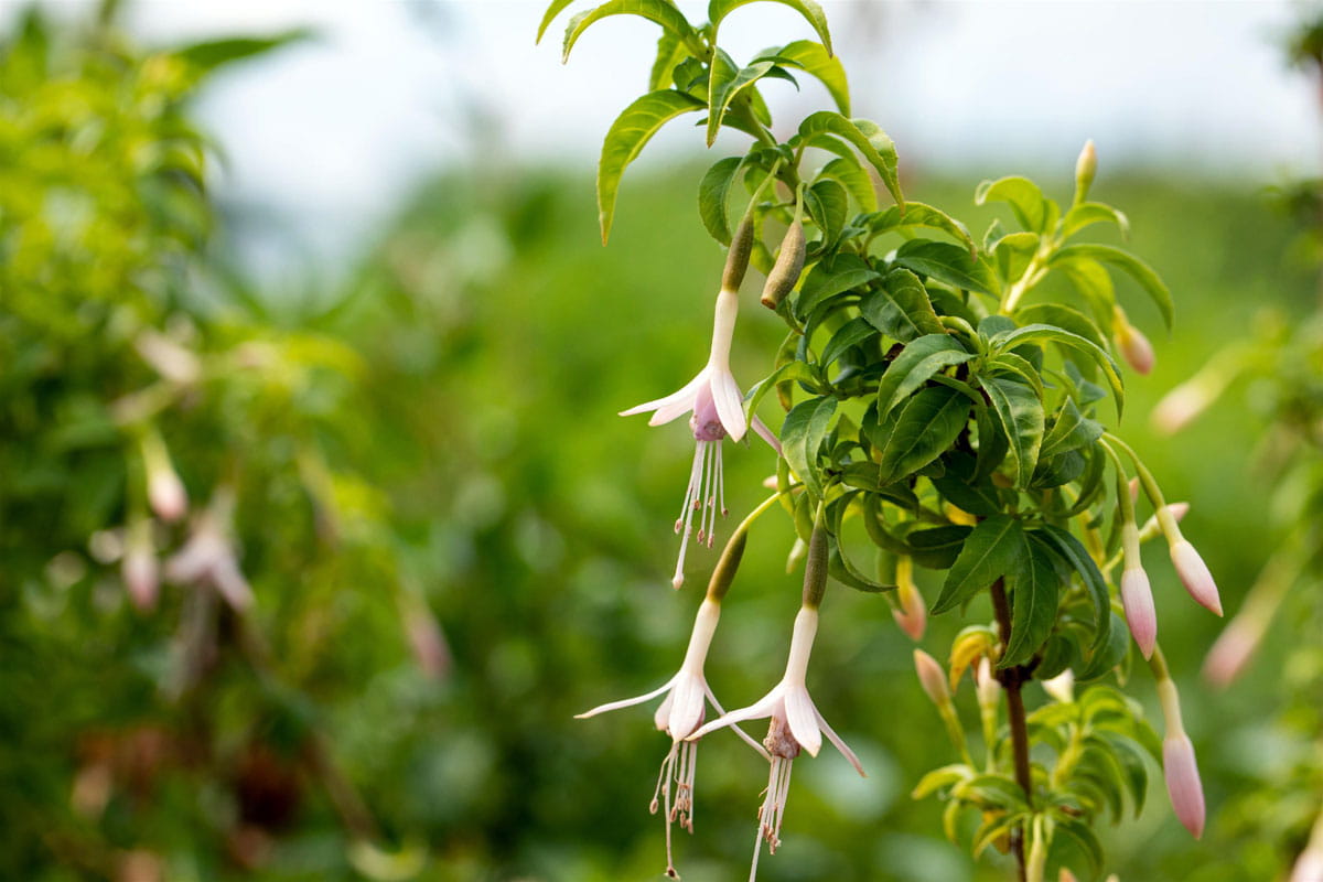 Weiße Fuchsie 'alba' • Fuchsia magellanica 'alba' Ansicht 2