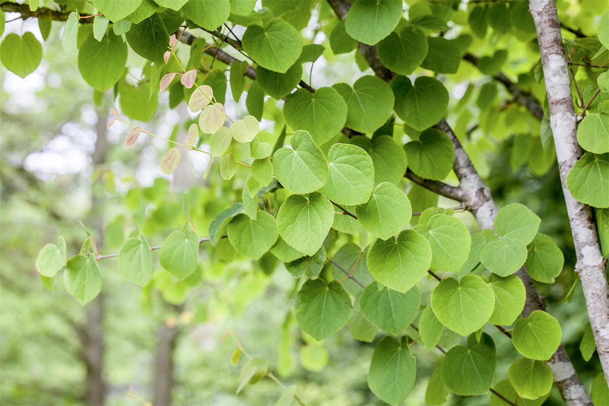 Laubbäume - Judasblattbaum Lebkuchenbaum • Cercidiphyllum japonicum