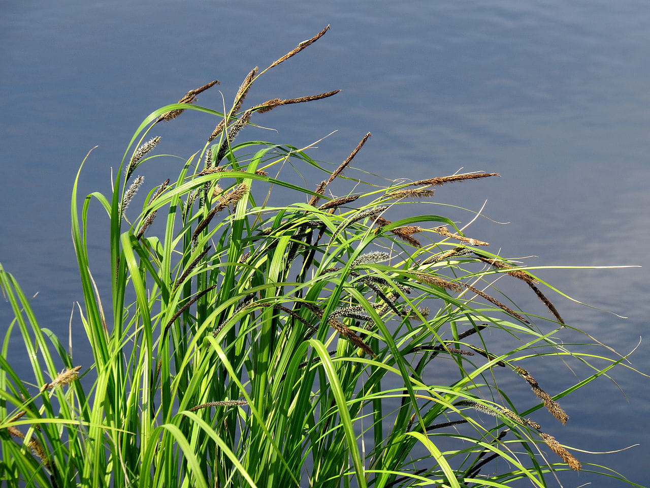 Sumpf Segge • Carex acutiformis Ansicht 1