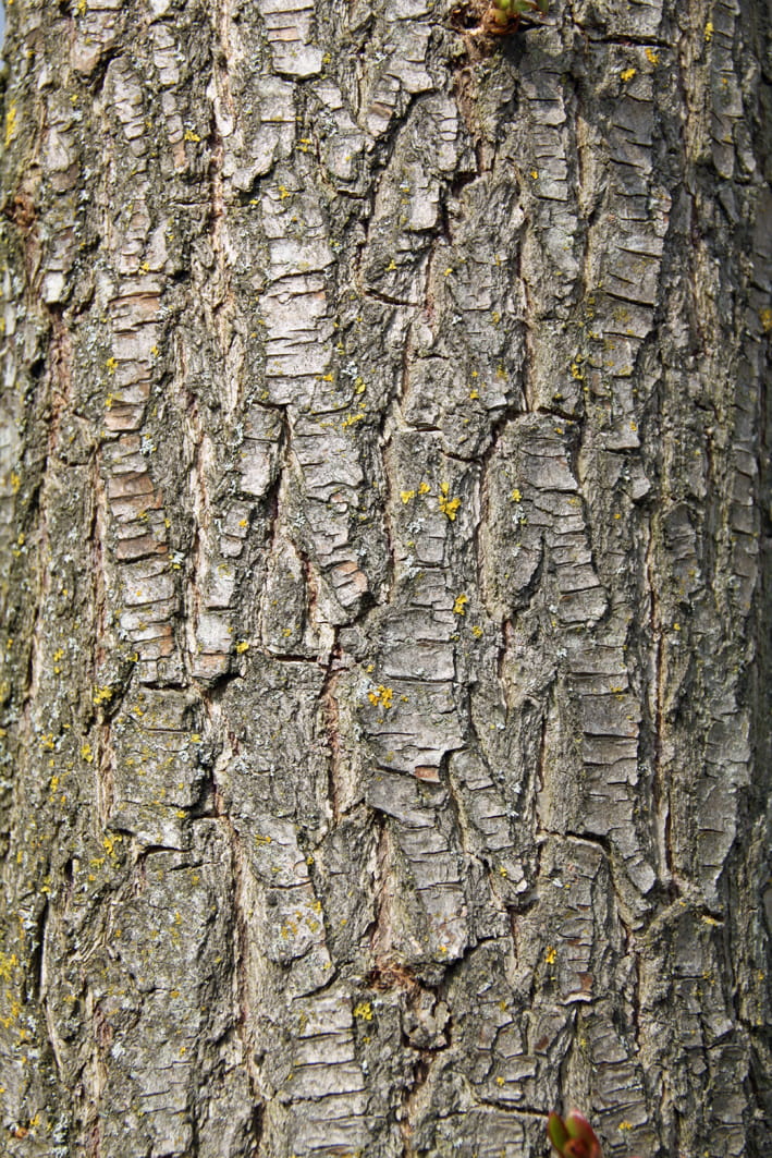 Trauerweide 'Tristis' • Salix alba 'Tristis' Ansicht 4