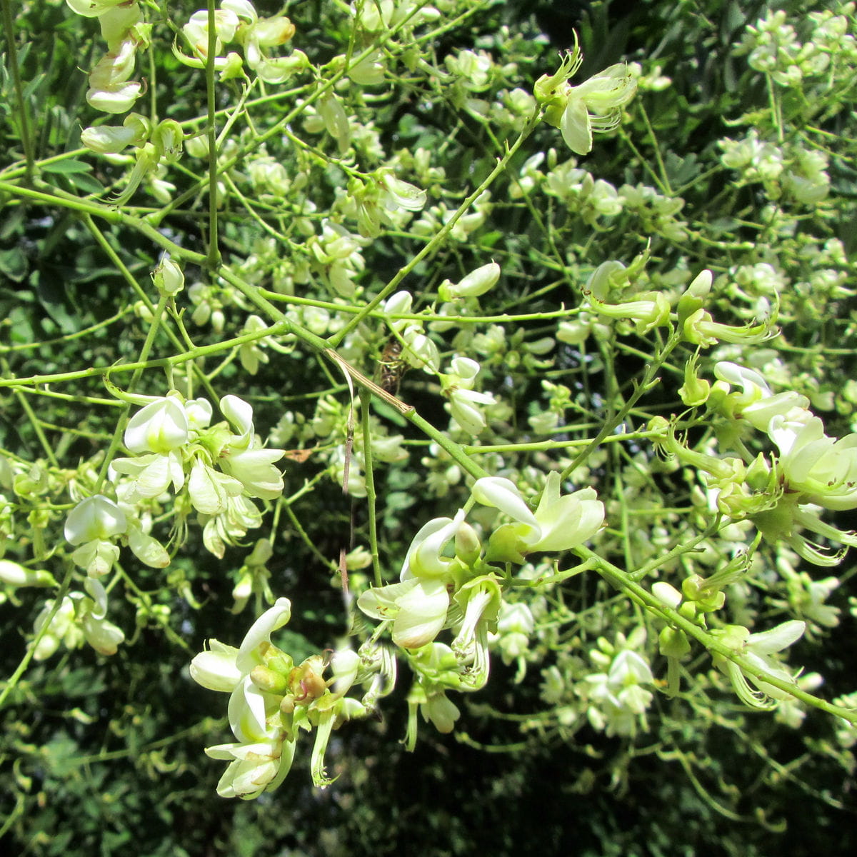 Schnurbaum • Sophora japonica Ansicht 1
