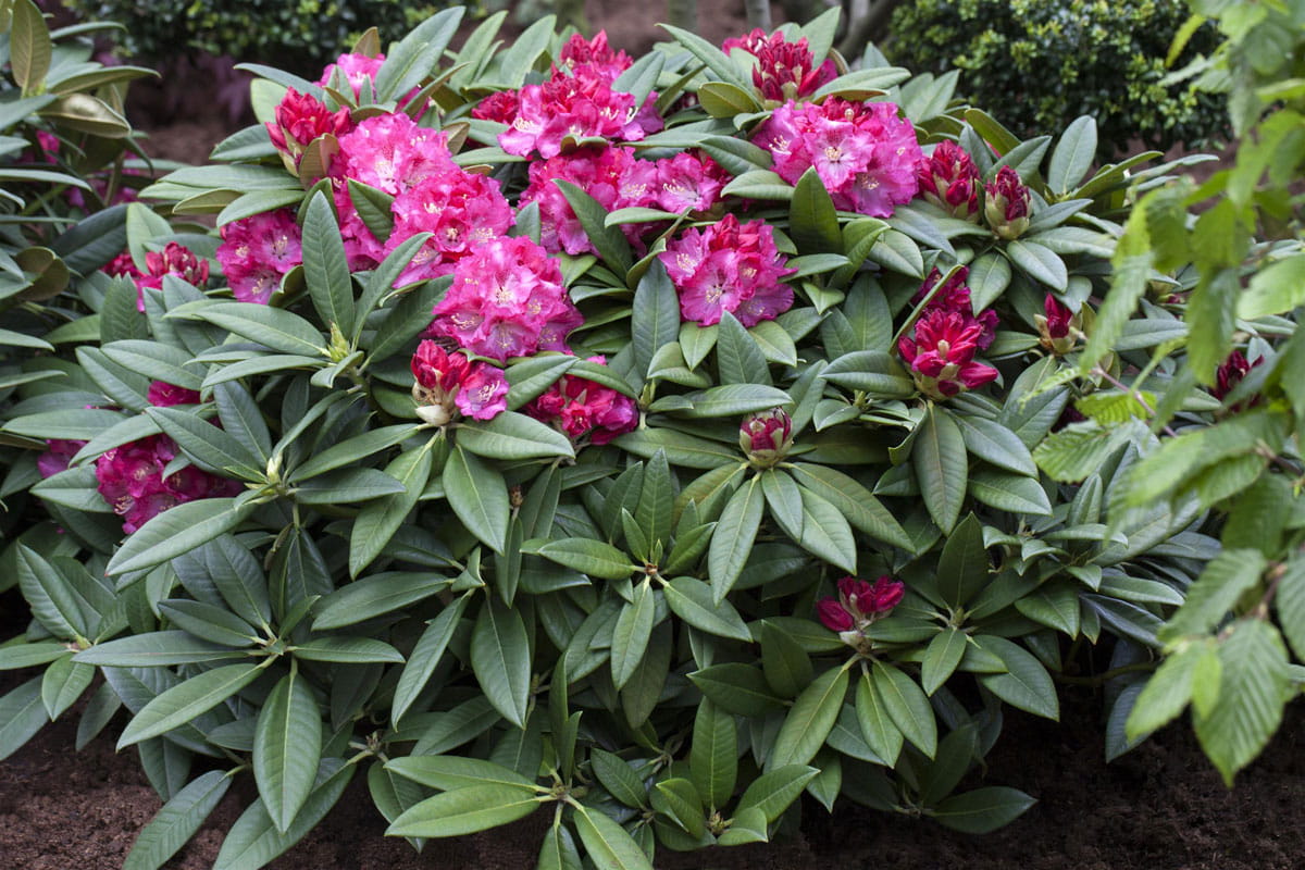 Rhododendron 'Berliner Liebe' • Rhododendron Hybride 'Berliner Liebe' Ansicht 1