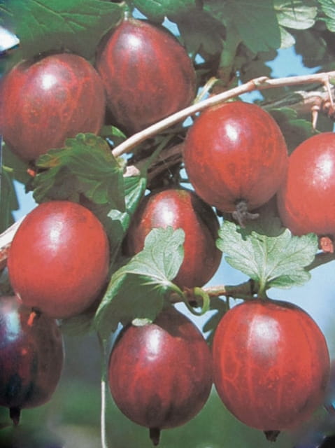 Stachelbeere 'Redeva' • Ribes uva-crispa 'Redeva' Ansicht 1