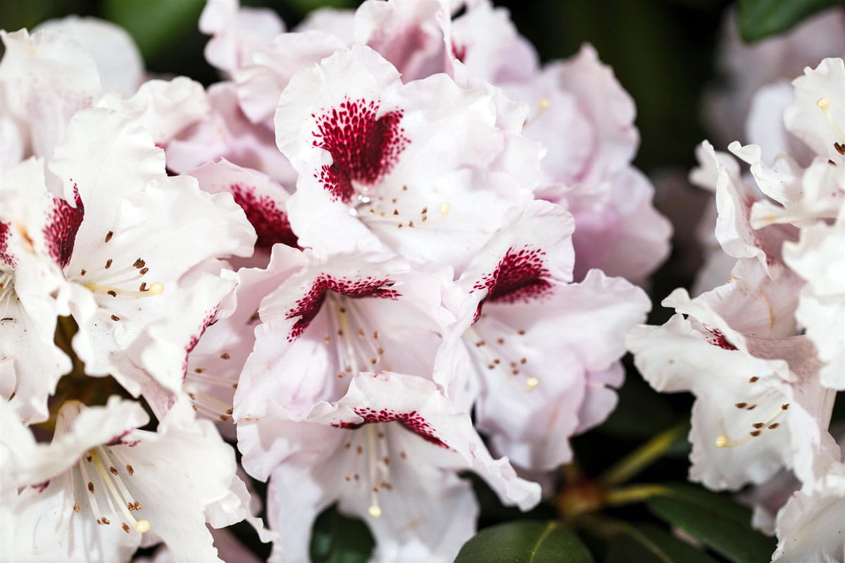 Rhododendron 'Annika' • Rhododendron yakushimanum 'Annika'