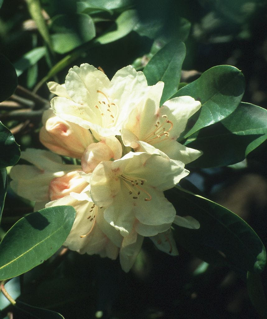 Rhododendron 'Flava' • Rhododendron yakushimanum 'Flava'