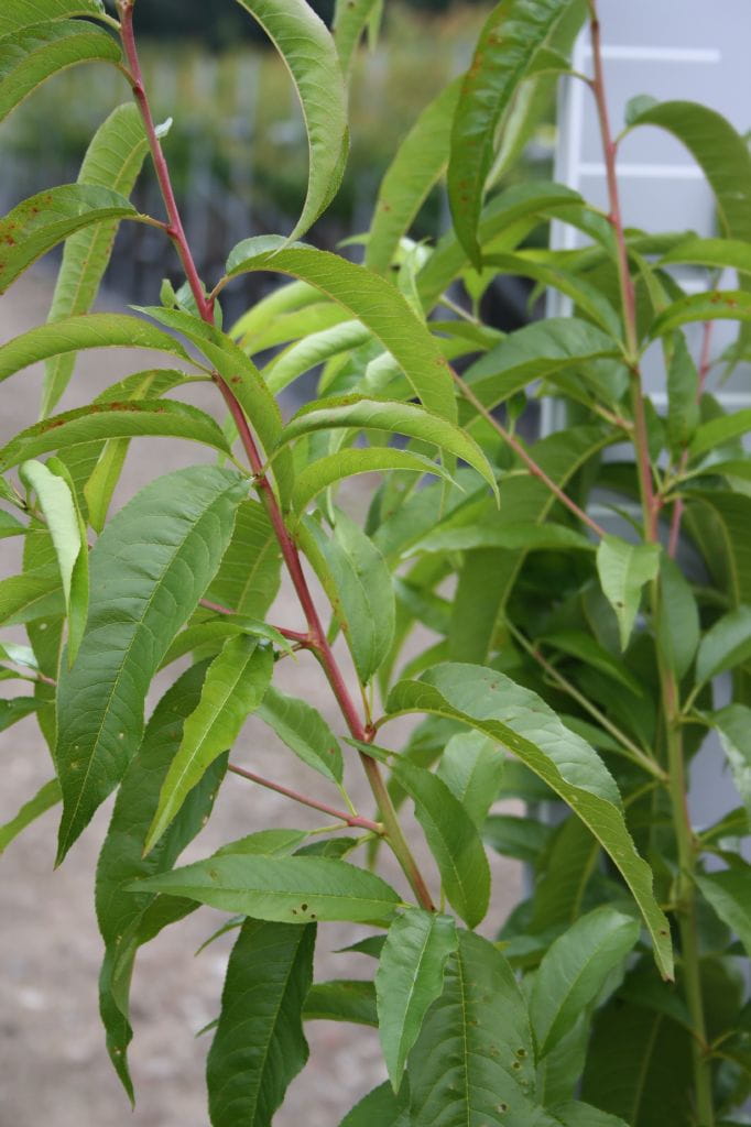 Pfirsich Fairhaven • Prunus persica Fairhaven Ansicht 8 Pfirsich Fairhaven • Prunus persica Fairhaven Ansicht 8