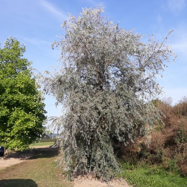 Schmalblättrige Ölweide • Elaeagnus angustifolia