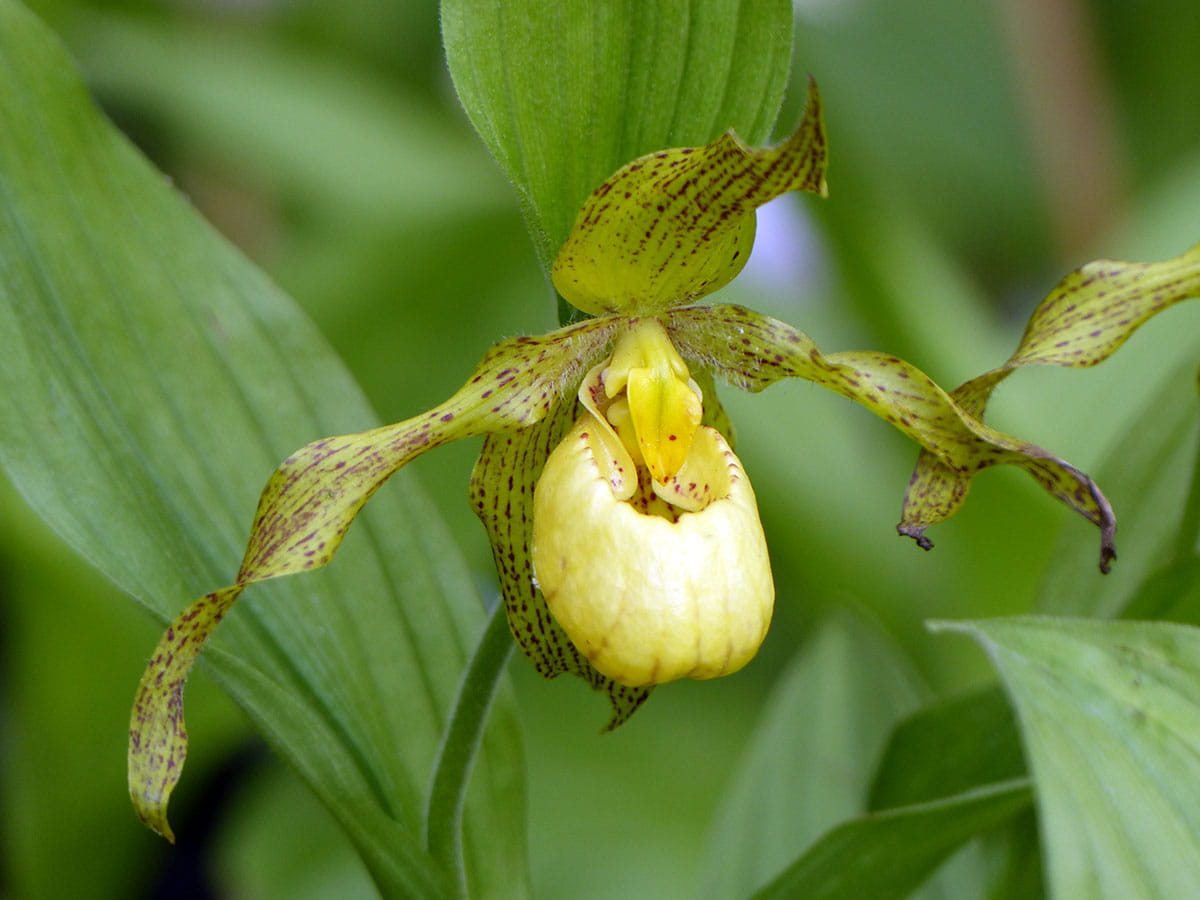 Frauenschuh-Orchidee 'Kentucky Maxi' • Cypripedium-Hybriden 'Kentucky Maxi'
