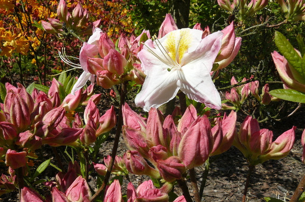 Sommergrüne Azalee 'Satomi' • Rhododendron luteum 'Satomi'