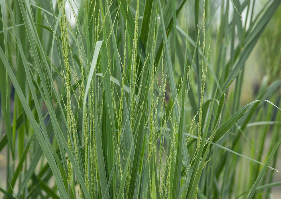 Rutenhirse 'Northwind' • Panicum virgatum 'Northwind' Ansicht 1