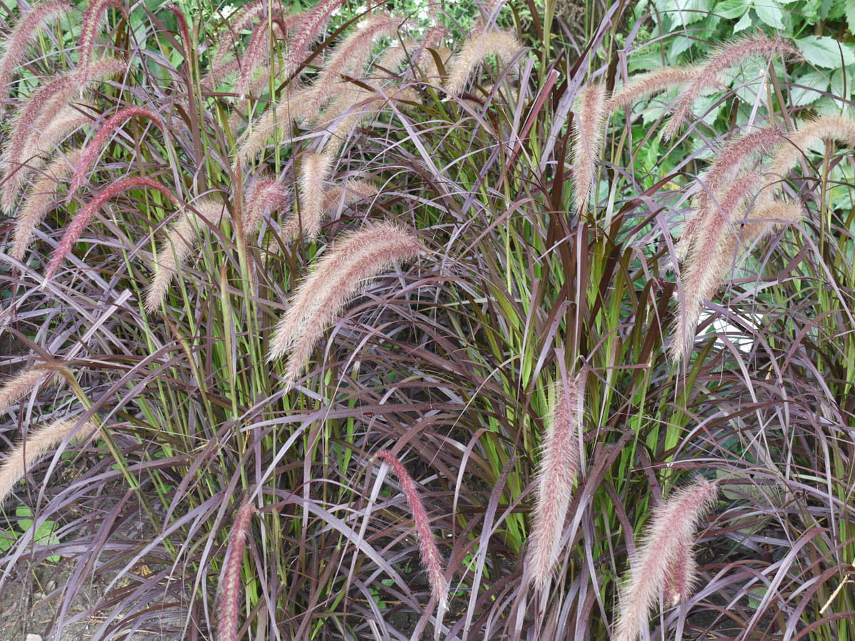 Rotes Federborstengras • Pennisetum setaceum 'Rubrum' Ansicht 2