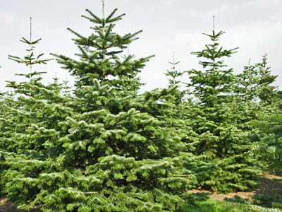 Nadelbäume u. Koniferen - Nordmanntanne • Abies nordmanniana