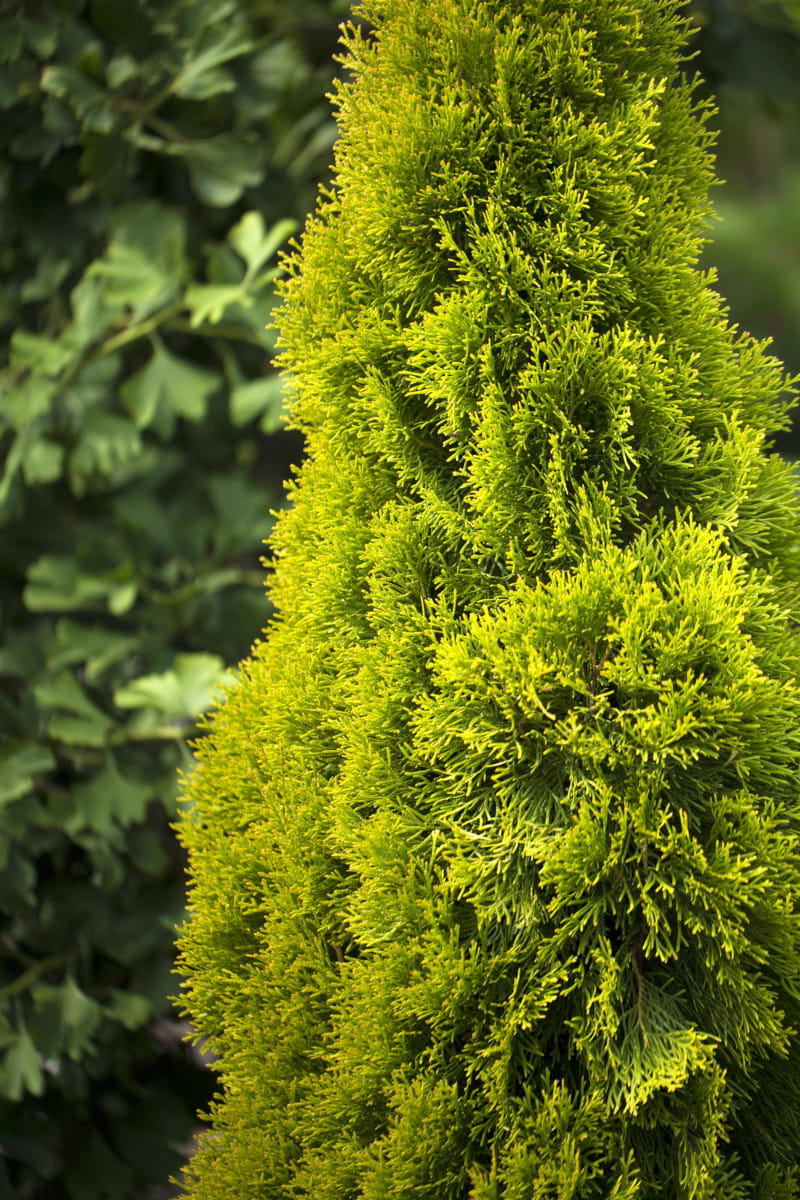 Lebensbaum 'Golden Smaragd' • Thuja occidentalis 'Golden Smaragd' Ansicht 4