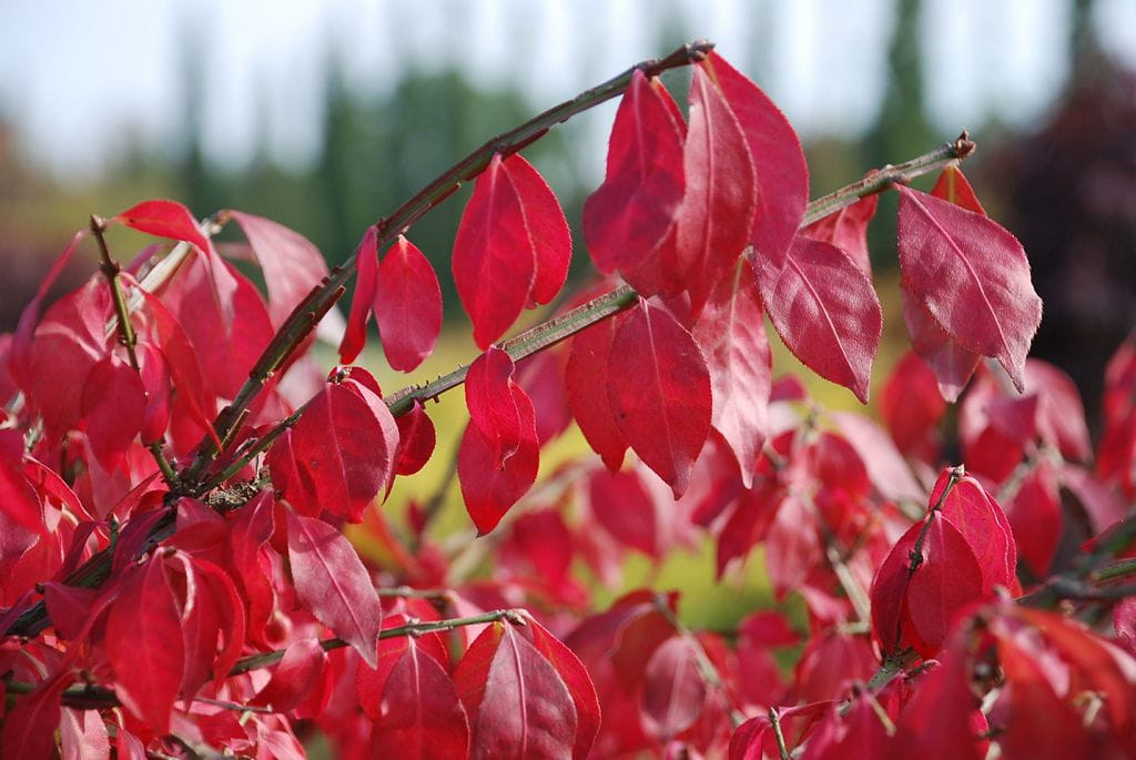 Korkflügelstrauch • Euonymus alatus Ansicht 5