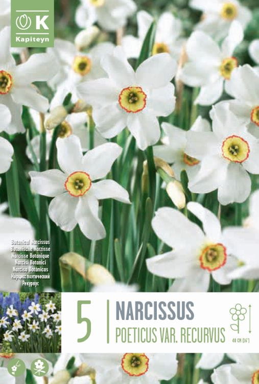 Blumenzwiebel - Narcissus poeticus 'Recurvus' 5er Packung