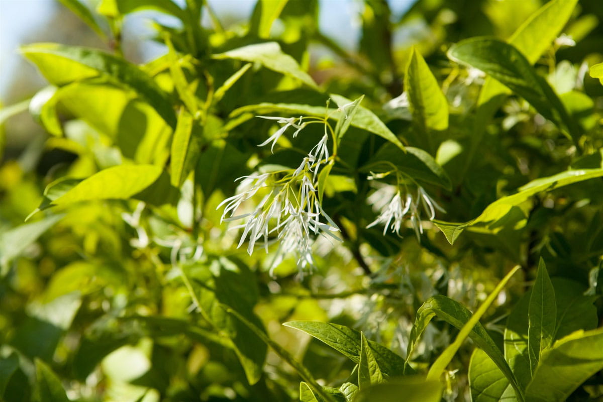 Schneeflockenstrauch • Chionanthus virginicus