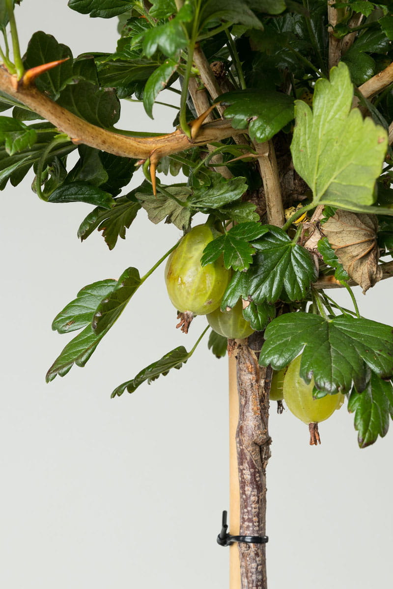 Stachelbeere 'Invicta' • Ribes uva-crispa 'Invicta' Ansicht 5