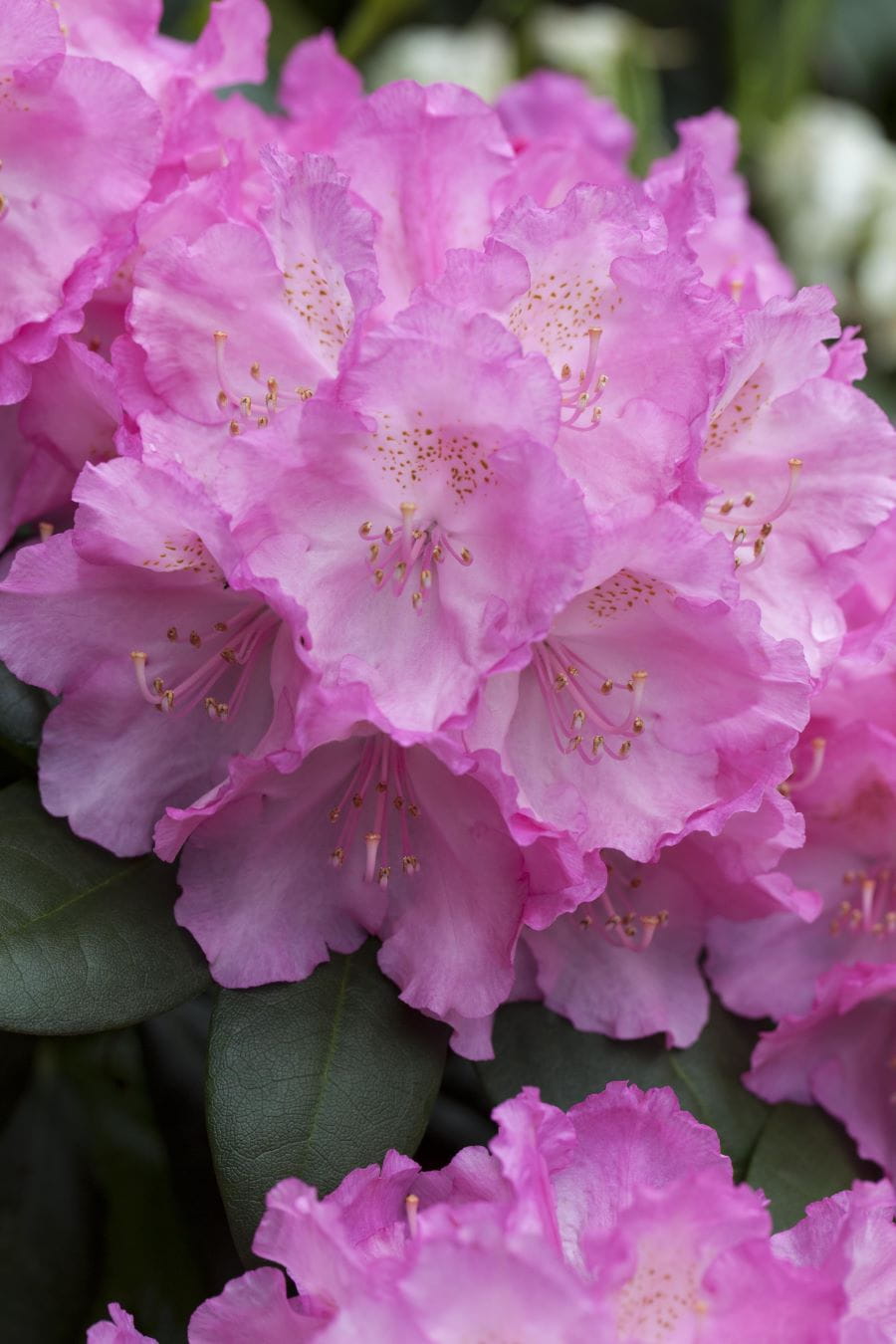 Rhododendron 'Anastasia' • Rhododendron Hybride 'Anastasia'