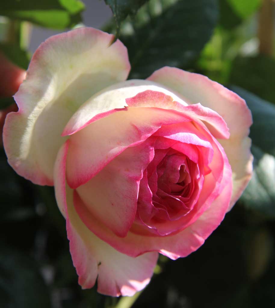 Strauchrose 'Eden Rose 85' • Rosa 'Eden Rose 85'