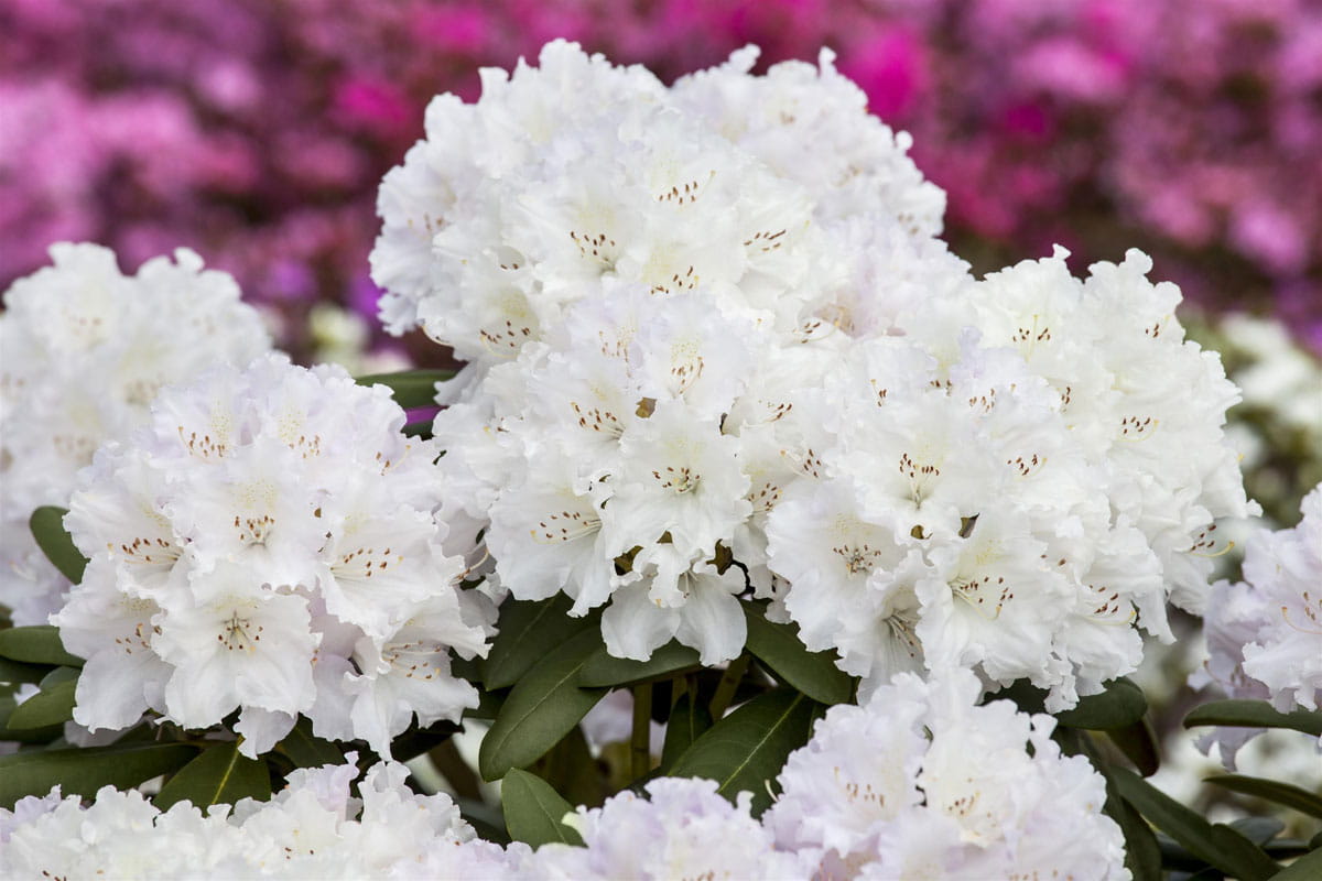 Rhododendron 'Schneekrone' • Rhododendron yakushimanum 'Schneekrone'