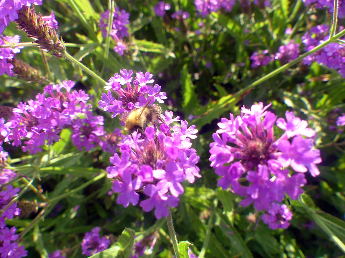 Eisenkraut • Verbena bonariensis