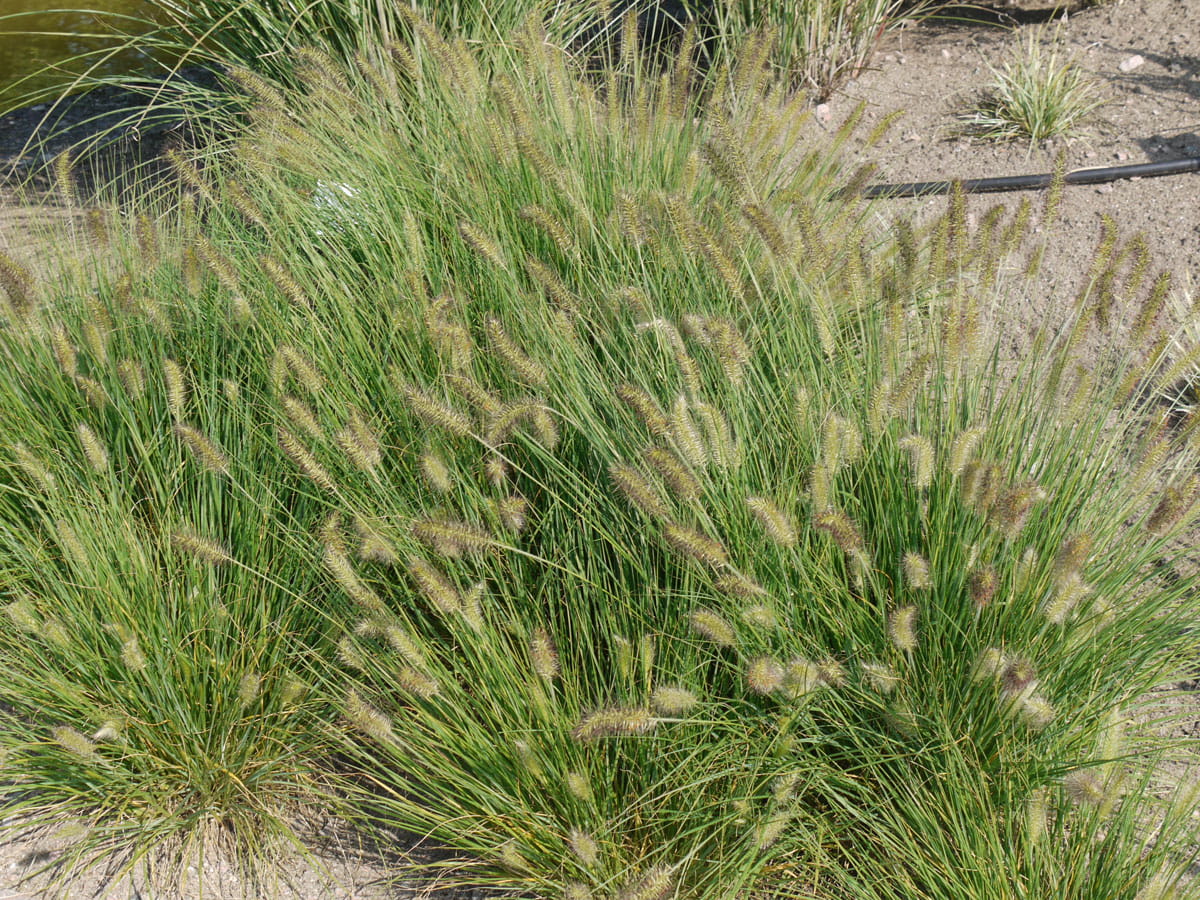 Niedriges Lampenputzergras 'Hameln' • Pennisetum alopecuroides 'Hameln' Ansicht 3