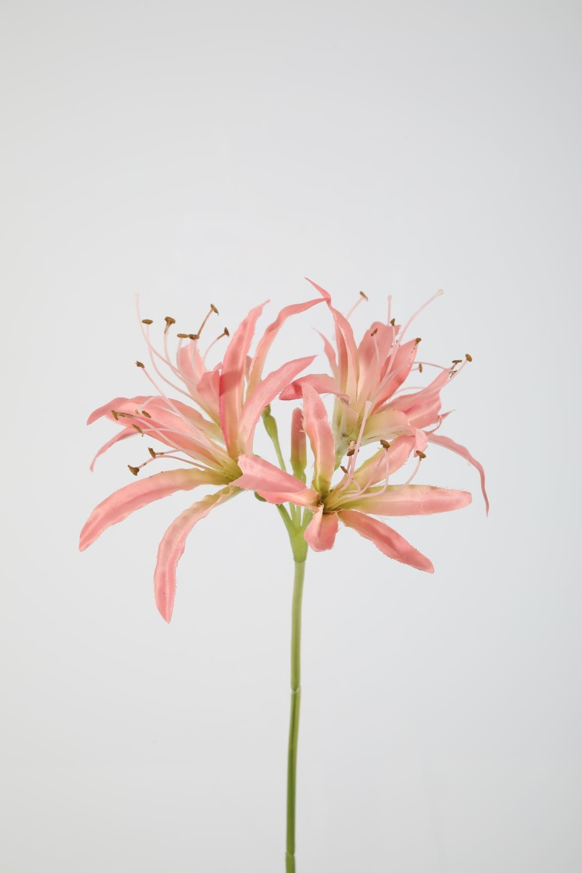 Colours & Green Seidenblume NERINE LILY STEM, peach H81 cm Ansicht 1