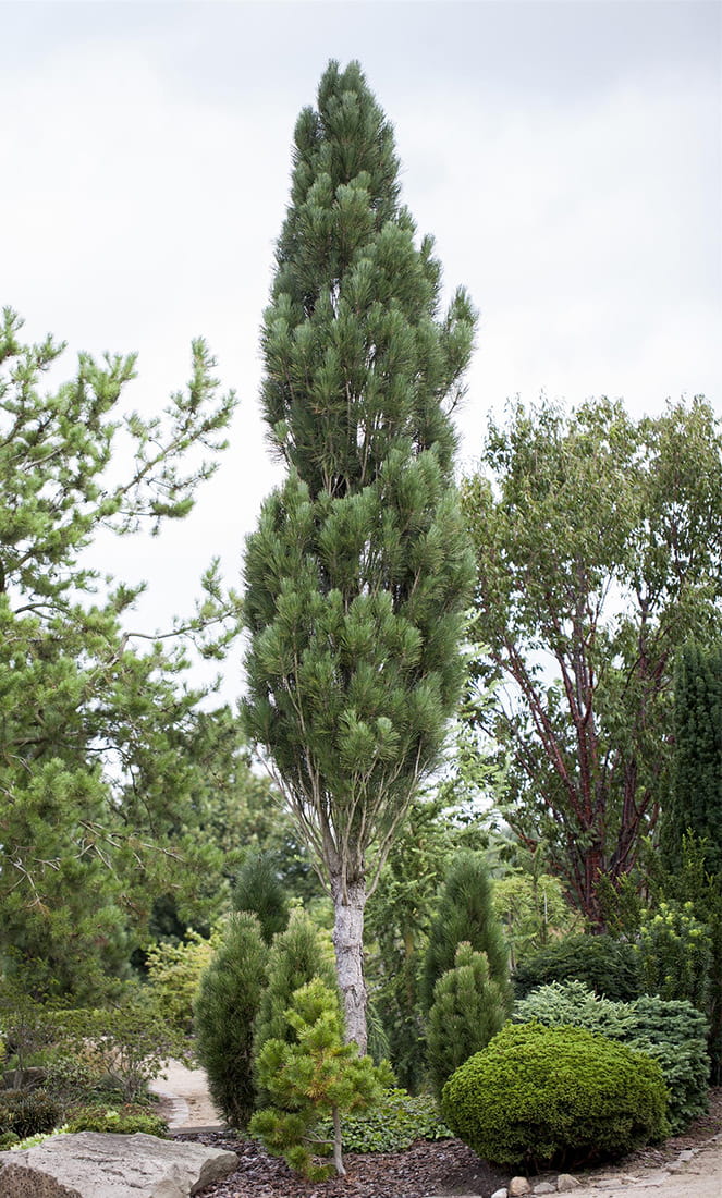 Säulenschwarzkiefer 'Obelisk' • Pinus nigra 'Obelisk'