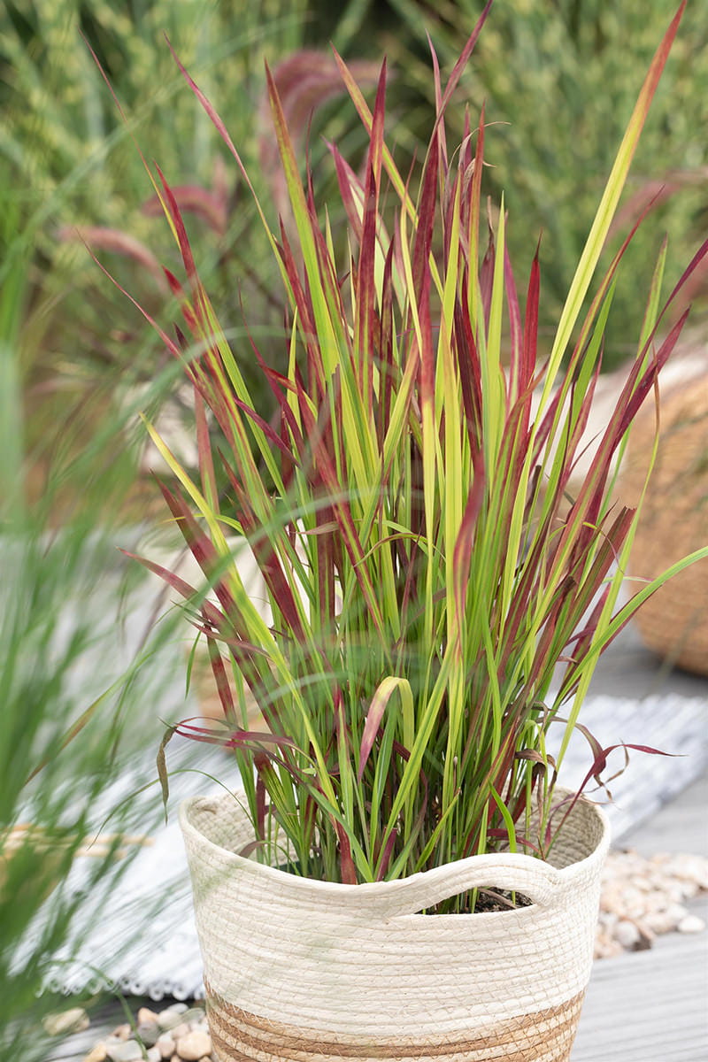 Blutgras 'Red Baron' • Imperata cylindrica 'Red Baron' Ansicht 5