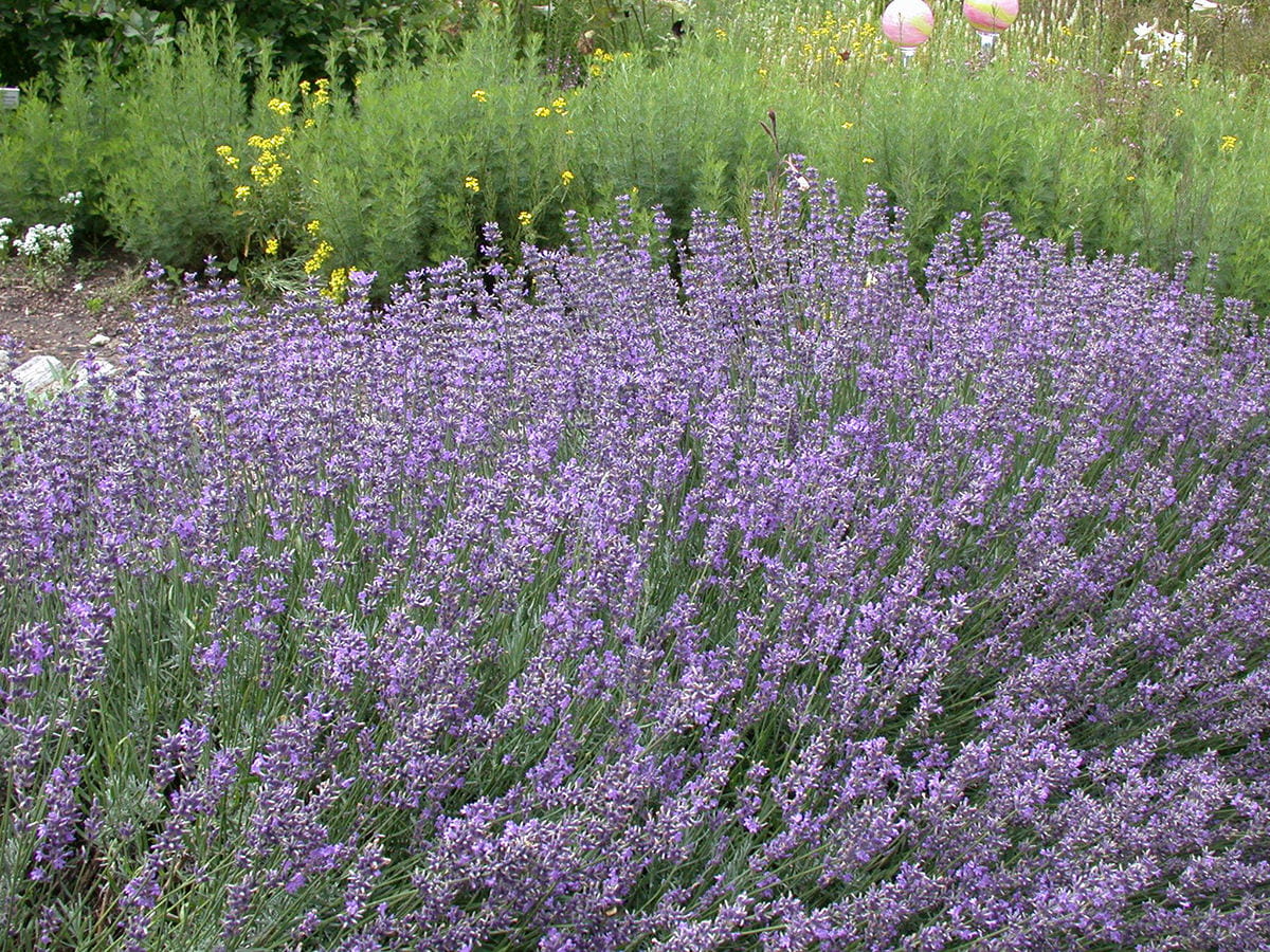 Lavendel 'Hidcote Blue'  • Lavandula angustifolia 'Hidcote Blue' Ansicht 3