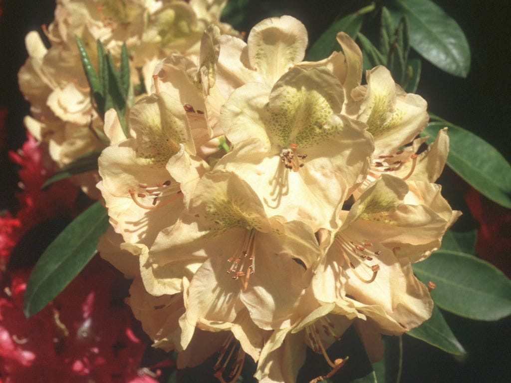 Rhododendron 'Belkanto' • Rhododendron Hybride 'Belkanto' Ansicht 1