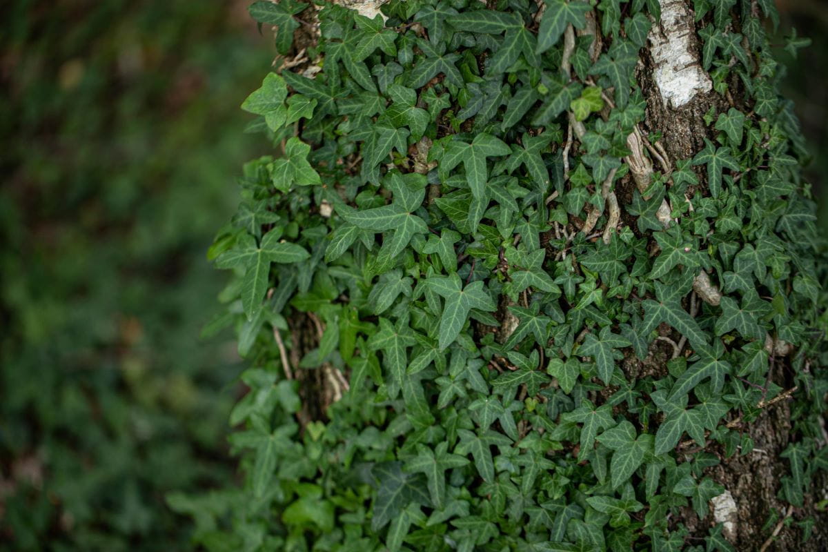 Efeu 'Sagittifolia' • Hedera helix 'Sagittifolia'