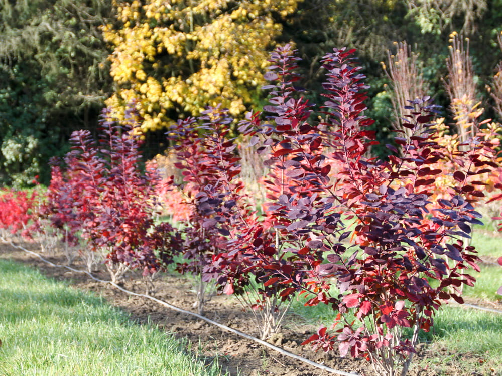 Roter Perückenstrauch 'Royal Purple' • Cotinus coggygria 'Royal Purple' Ansicht 5