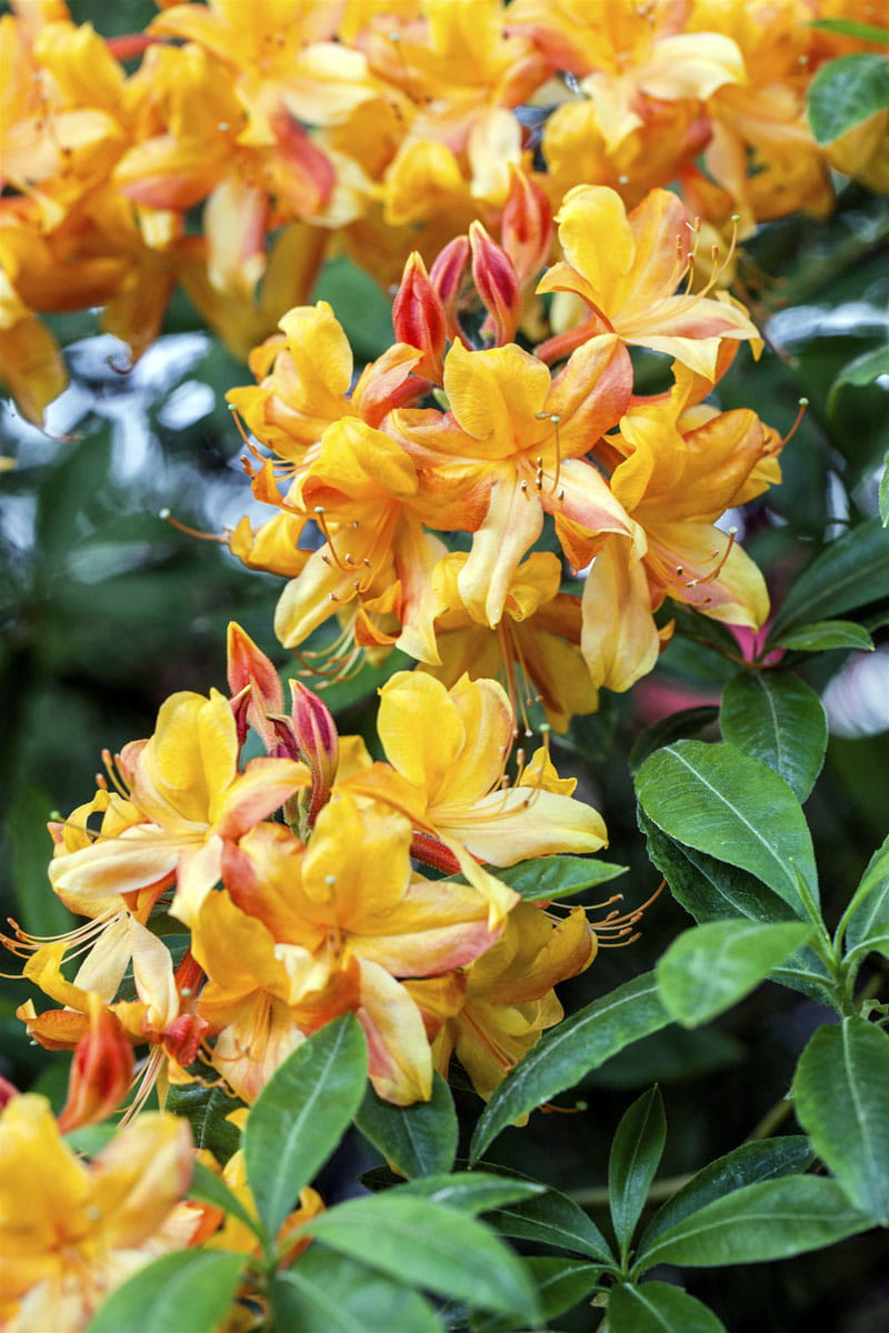 Sommergrüne Azalee 'Goldlack' • Rhododendron luteum 'Goldlack' Ansicht 1