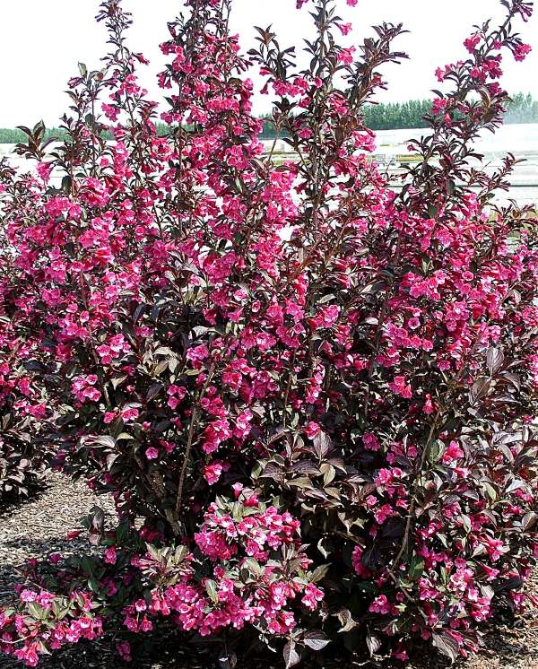 Rosa Weigelie 'Alexandra' • Weigela florida 'Alexandra' Ansicht 6